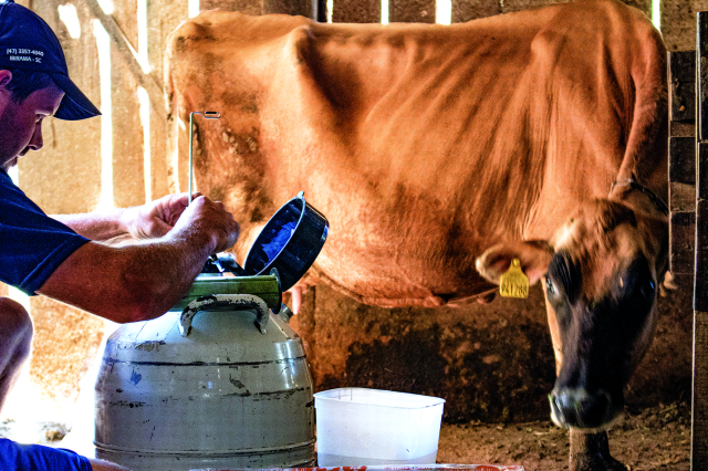 Prefeitura de Ibirama investe na melhoria genética de rebanho bovino